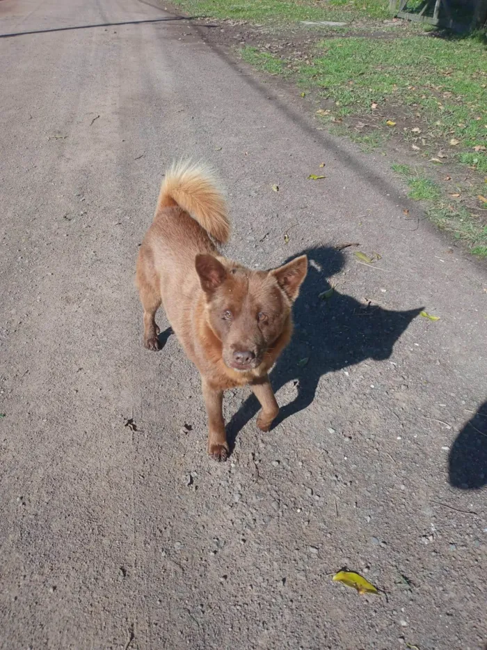 Cachorro ra a SRD-ViraLata idade 4 anos nome Lobinho