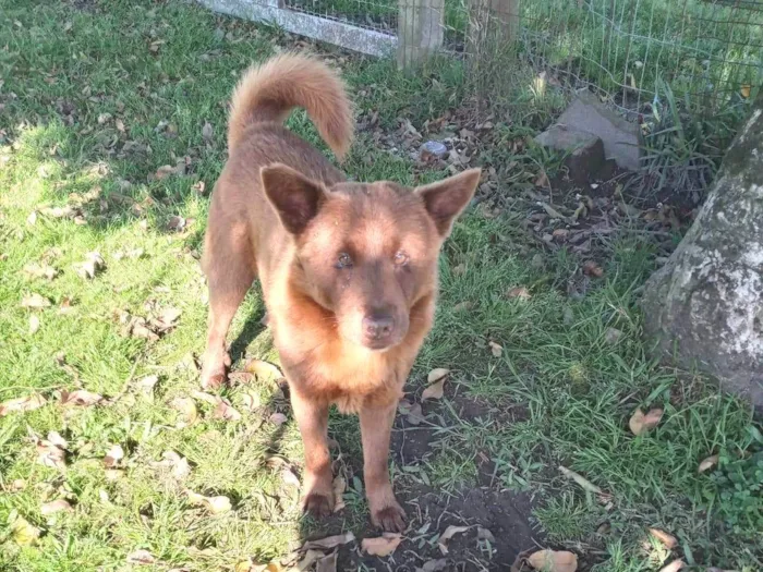 Cachorro ra a SRD-ViraLata idade 4 anos nome Lobinho