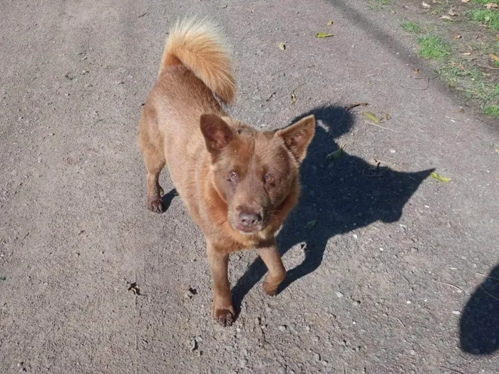 Cachorro ra a SRD-ViraLata idade 4 anos nome Lobinho
