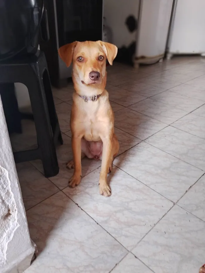 Cachorro ra a SRD-ViraLata idade 2 a 6 meses nome Leona