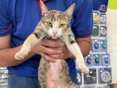 Gato raça SRD-ViraLata idade 3 anos nome Gatinha