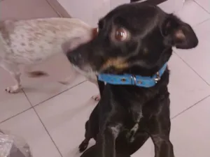 Cachorro raça SRD-ViraLata idade 3 anos nome Salsicha 