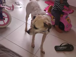 Cachorro raça SRD-ViraLata idade 3 anos nome Mel