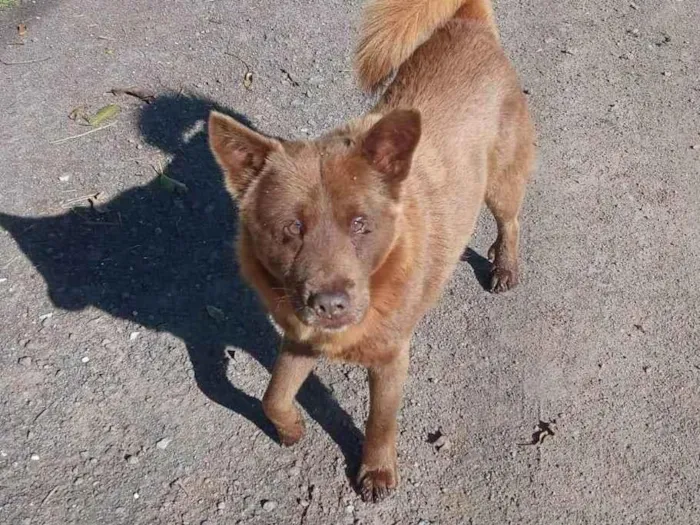Cachorro ra a SRD-ViraLata idade 4 anos nome Lobinho