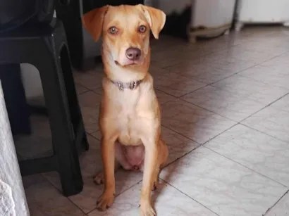 Cachorro raça SRD-ViraLata idade 2 a 6 meses nome Leona
