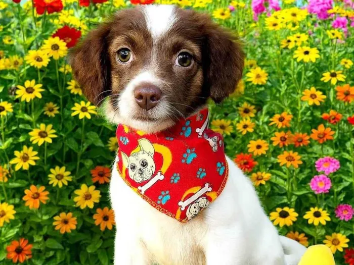 Cachorro ra a SRD-ViraLata idade 2 a 6 meses nome Miguel