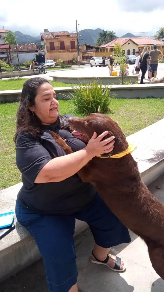 Cachorro ra a Labrador idade 6 ou mais anos nome Mel
