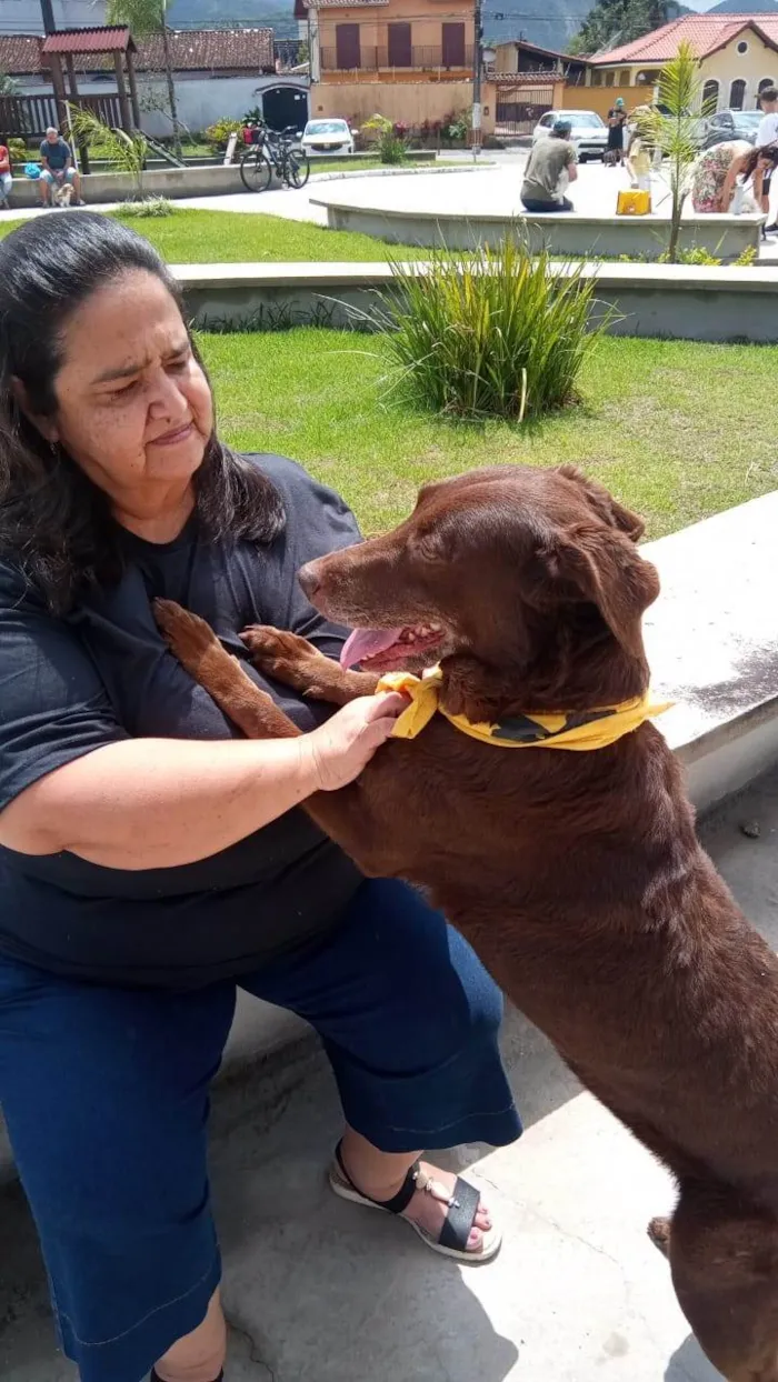 Cachorro ra a Labrador idade 6 ou mais anos nome Mel