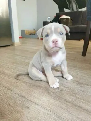 Cachorro raça Pit-Bull idade Abaixo de 2 meses nome Preciso de um novo lar para o Tufinho
