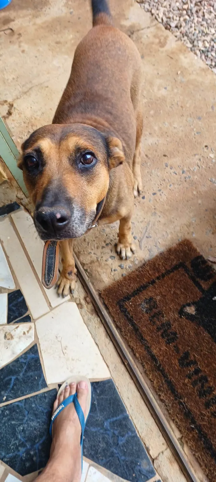 Cachorro ra a SRD-ViraLata idade 4 anos nome Nina