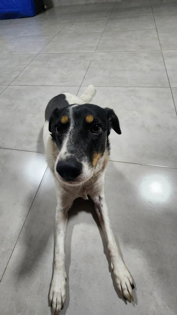 Cachorro ra a SRD-ViraLata idade 6 ou mais anos nome Pandora