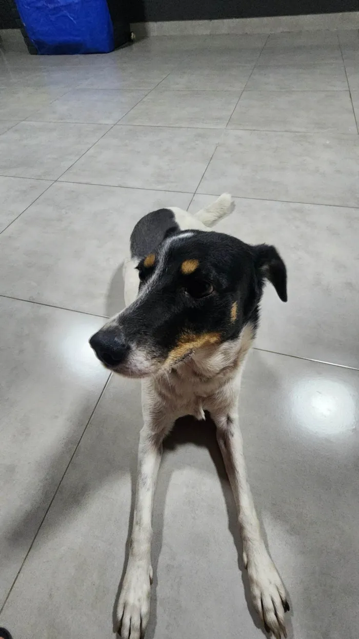 Cachorro ra a SRD-ViraLata idade 6 ou mais anos nome Pandora