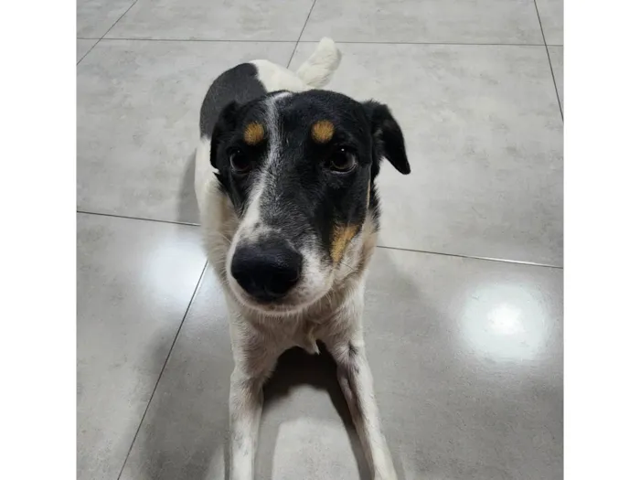 Cachorro ra a SRD-ViraLata idade 6 ou mais anos nome Pandora