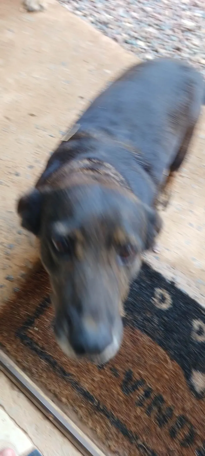 Cachorro ra a SRD-ViraLata idade 4 anos nome Pretinha 