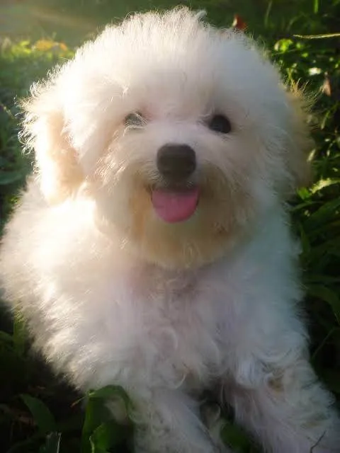 Cachorro ra a Poodle idade 6 ou mais anos nome Badi 