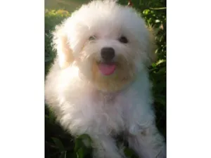 Cachorro raça Poodle idade 6 ou mais anos nome Badi 