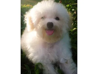 Cachorro raça Poodle idade 6 ou mais anos nome Badi 