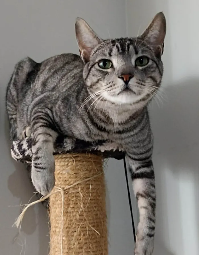 Gato ra a SRD-ViraLata idade 5 anos nome Ravi