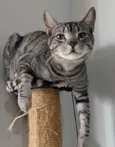 Ravi