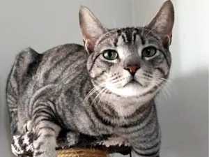 Gato raça SRD-ViraLata idade 5 anos nome Ravi