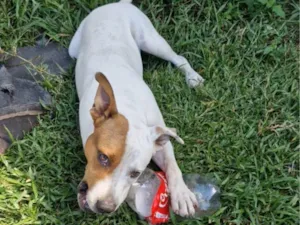 Cachorro raça SRD-ViraLata idade 7 a 11 meses nome Rolf