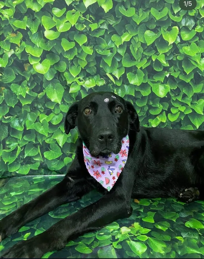 Cachorro ra a Labrador idade 5 anos nome Dina - Dinossaura