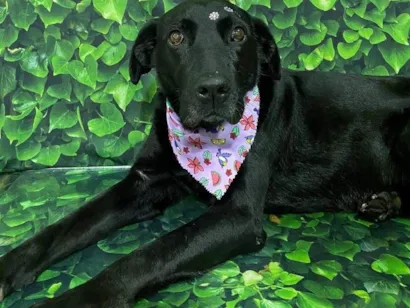 Cachorro raça Labrador idade 5 anos nome Dina - Dinossaura