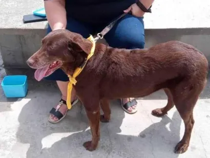 Cachorro raça Labrador idade 6 ou mais anos nome Mel