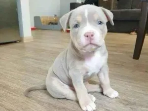 Cachorro raça Pit-Bull idade Abaixo de 2 meses nome Preciso de um novo lar para o Tufinho