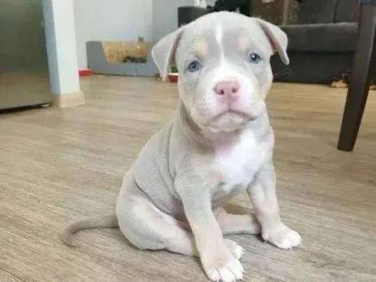 Cachorro ra a Pit-Bull idade Abaixo de 2 meses nome Preciso de um novo lar para o Tufinho