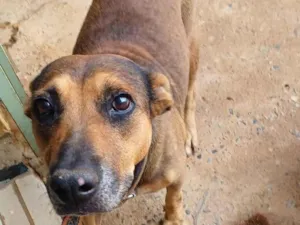 Cachorro raça SRD-ViraLata idade 4 anos nome Nina