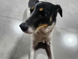 Cachorro raça SRD-ViraLata idade 6 ou mais anos nome Pandora