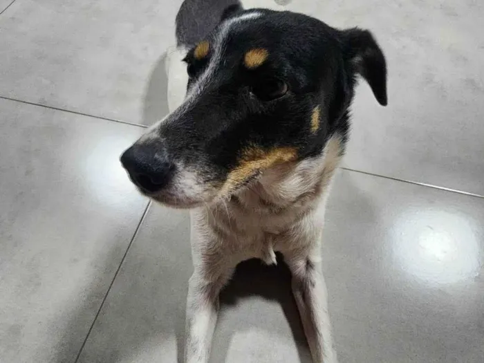 Cachorro ra a SRD-ViraLata idade 6 ou mais anos nome Pandora