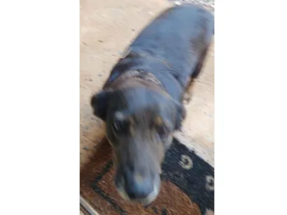 Cachorro raça SRD-ViraLata idade 4 anos nome Pretinha 