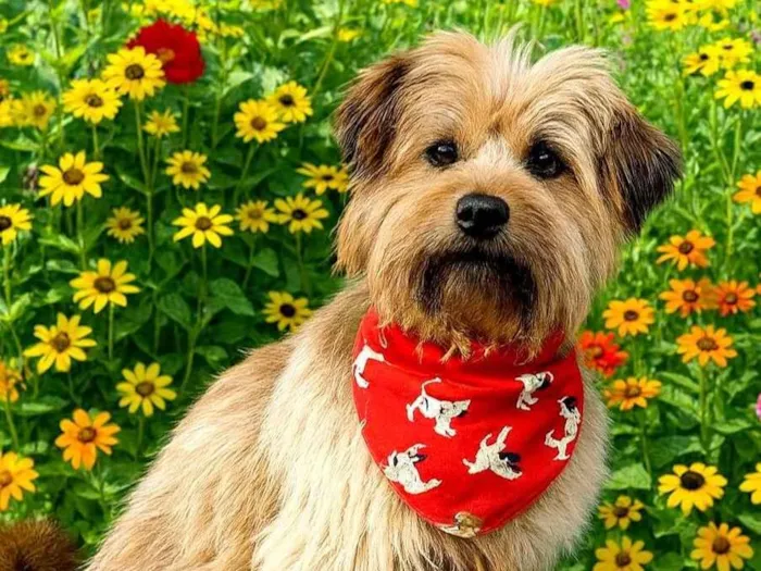 Cachorro ra a SRD-ViraLata idade 1 ano nome Show
