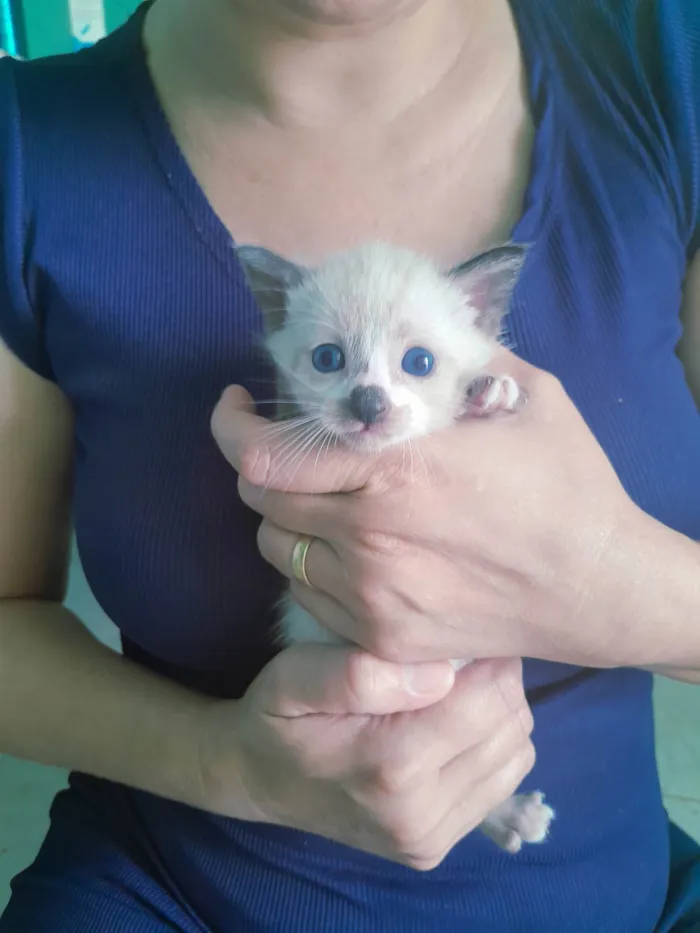 Gato ra a Siamês idade Abaixo de 2 meses nome Sasha