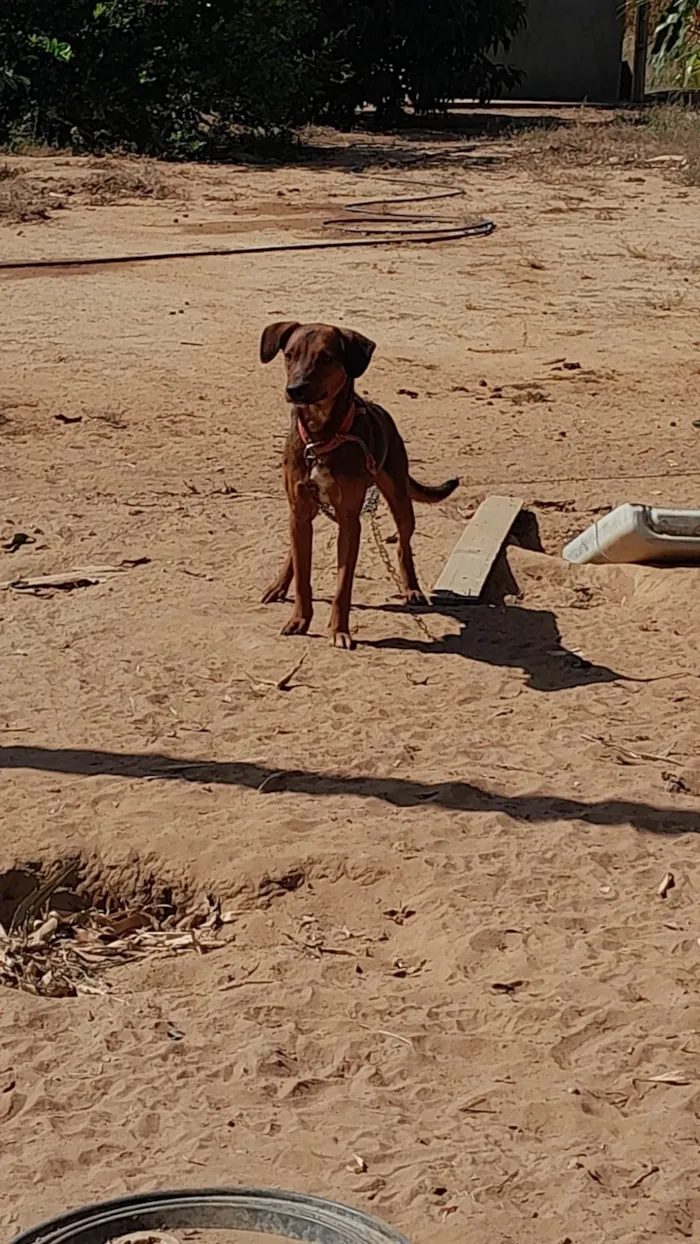 Cachorro ra a SRD-ViraLata idade 1 ano nome Cherife 