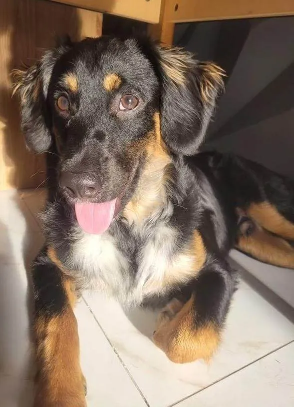 Cachorro ra a SRD-ViraLata idade 1 ano nome Fred