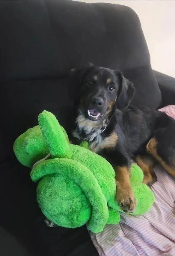 Cachorro ra a SRD-ViraLata idade 1 ano nome Fred