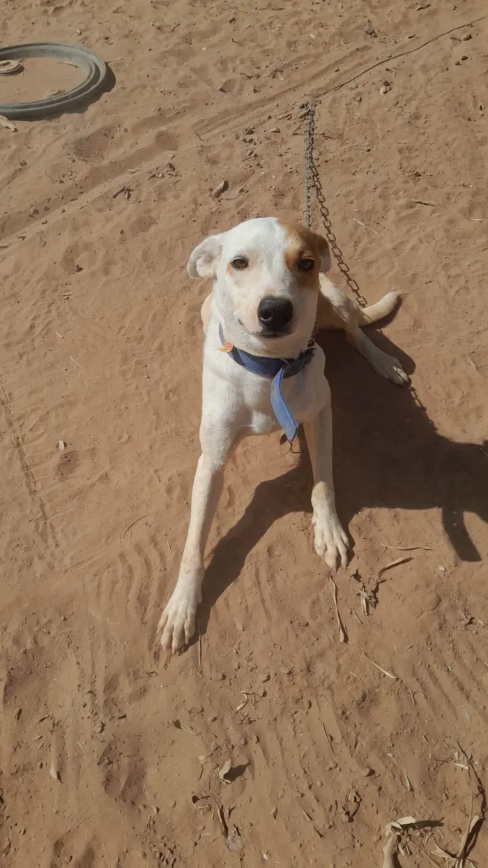 Cachorro ra a SRD-ViraLata idade 1 ano nome Lobo