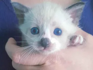 Gato raça Siamês idade Abaixo de 2 meses nome Sasha