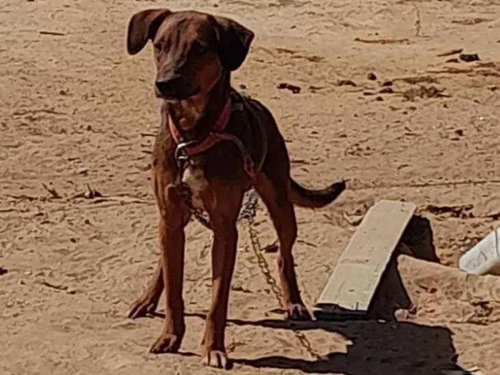 Cachorro ra a SRD-ViraLata idade 1 ano nome Cherife 