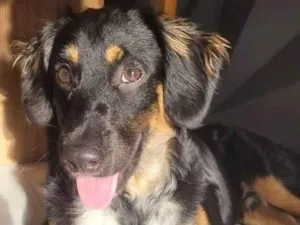 Cachorro raça SRD-ViraLata idade 1 ano nome Fred