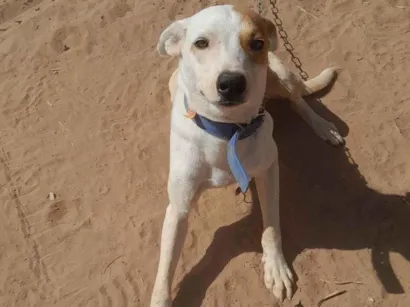 Cachorro raça SRD-ViraLata idade 1 ano nome Lobo