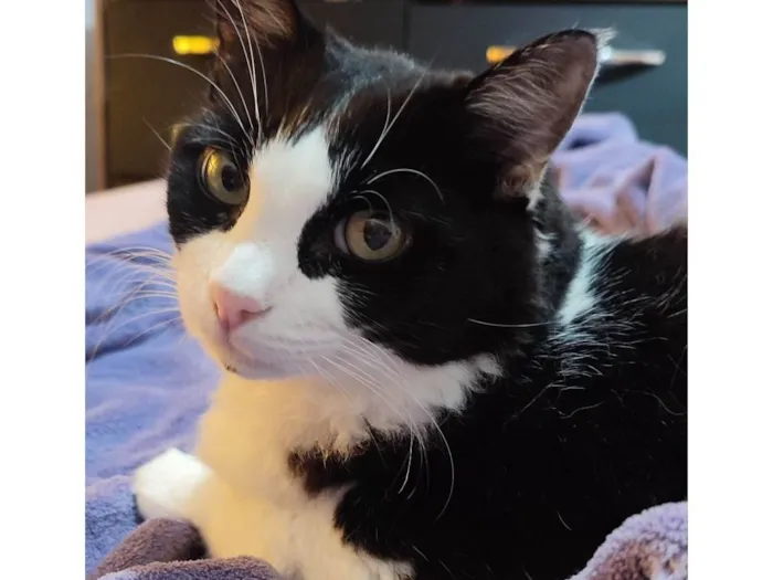 Gato ra a SRD-ViraLata idade 5 anos nome Amora e Ester