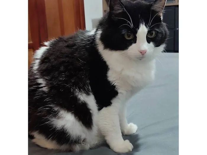 Gato ra a SRD-ViraLata idade 5 anos nome Amora e Ester