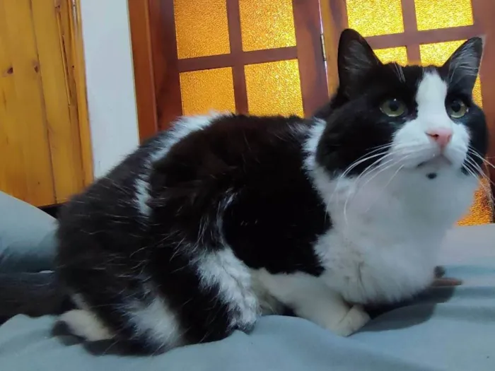 Gato ra a SRD-ViraLata idade 5 anos nome Amora e Ester