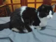 Amora e Ester