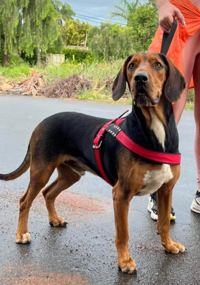 Cachorro ra a SRD-ViraLata idade 4 anos nome Pequeno 