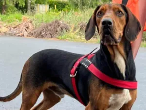 Cachorro raça SRD-ViraLata idade 4 anos nome Pequeno 